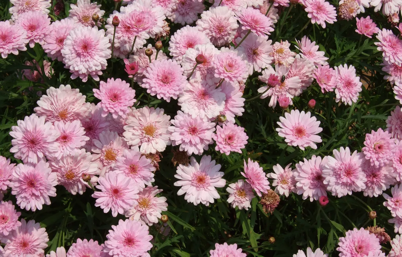 Photo wallpaper chrysanthemum, a lot, pink