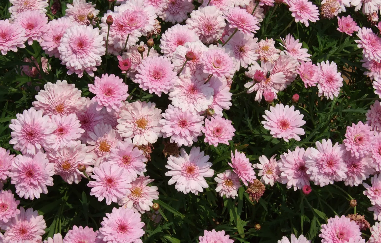 Photo wallpaper pink, chrysanthemum, a lot