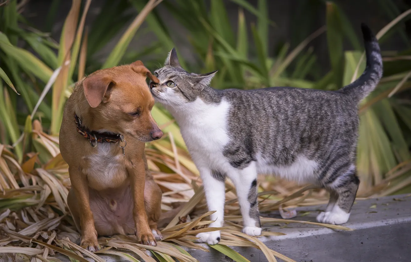 Photo wallpaper cat, dog, latest news, ear