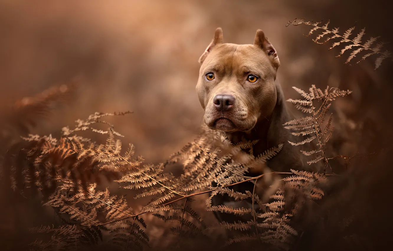 Photo wallpaper look, face, dog, fern