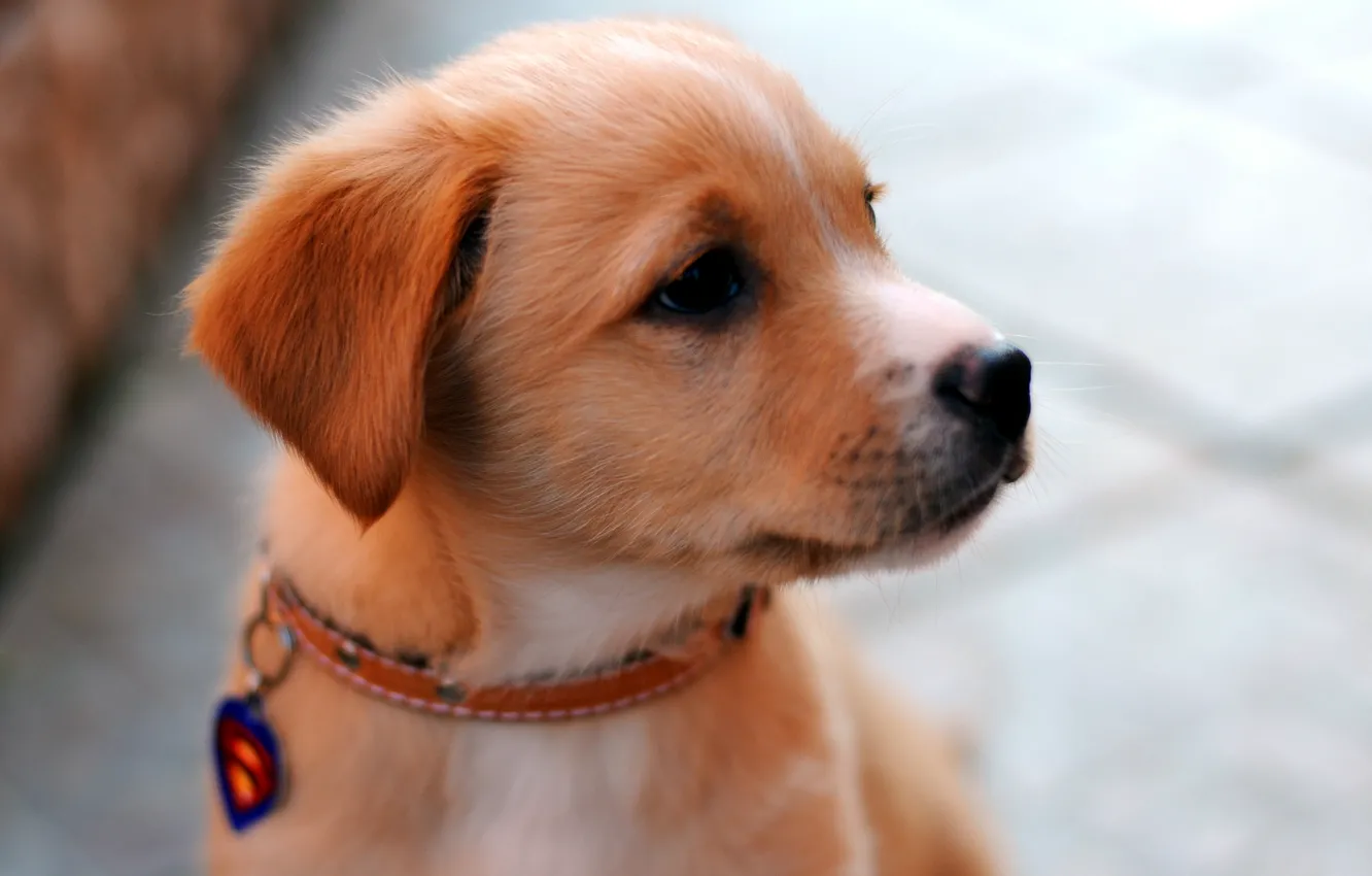 Photo wallpaper look, dog, puppy