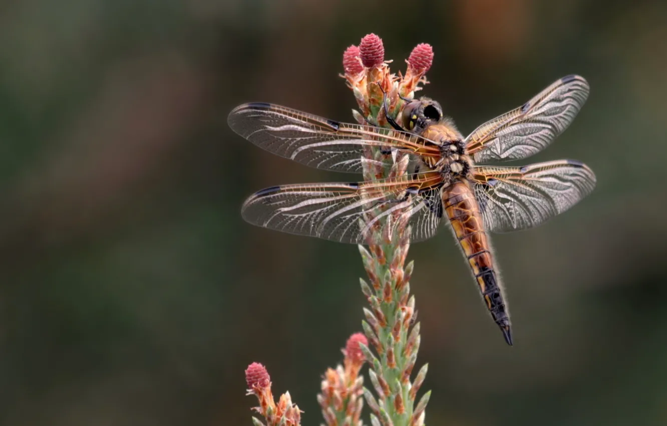 Photo wallpaper wings, dragonfly, insect