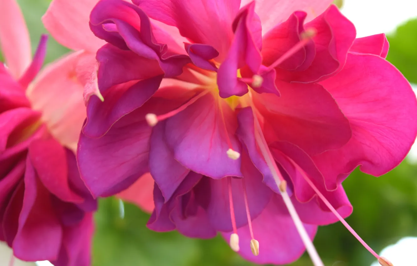 Photo wallpaper flower, summer, pink, beautiful, fuchsia