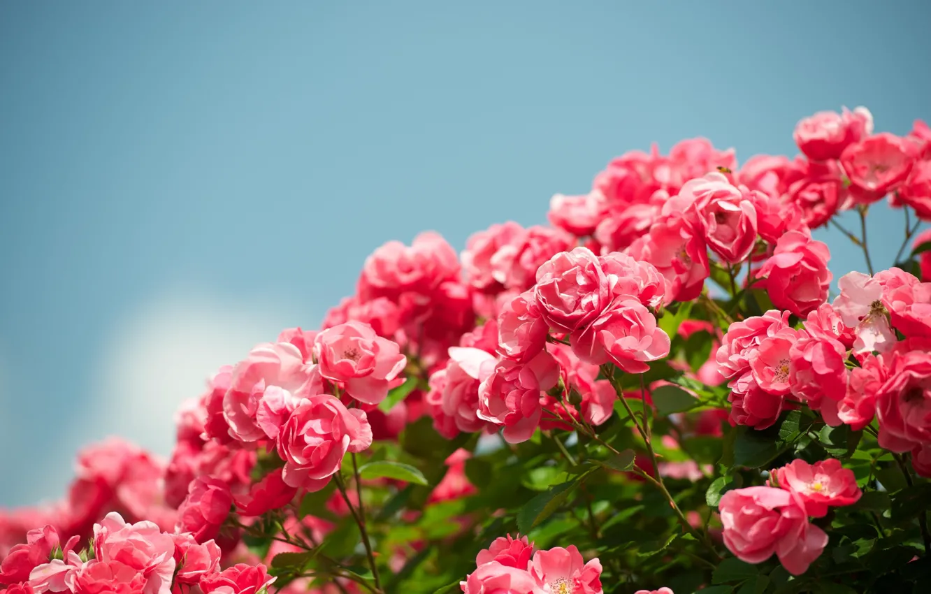 Photo wallpaper the sky, flowers, Bush, roses, buds, a lot