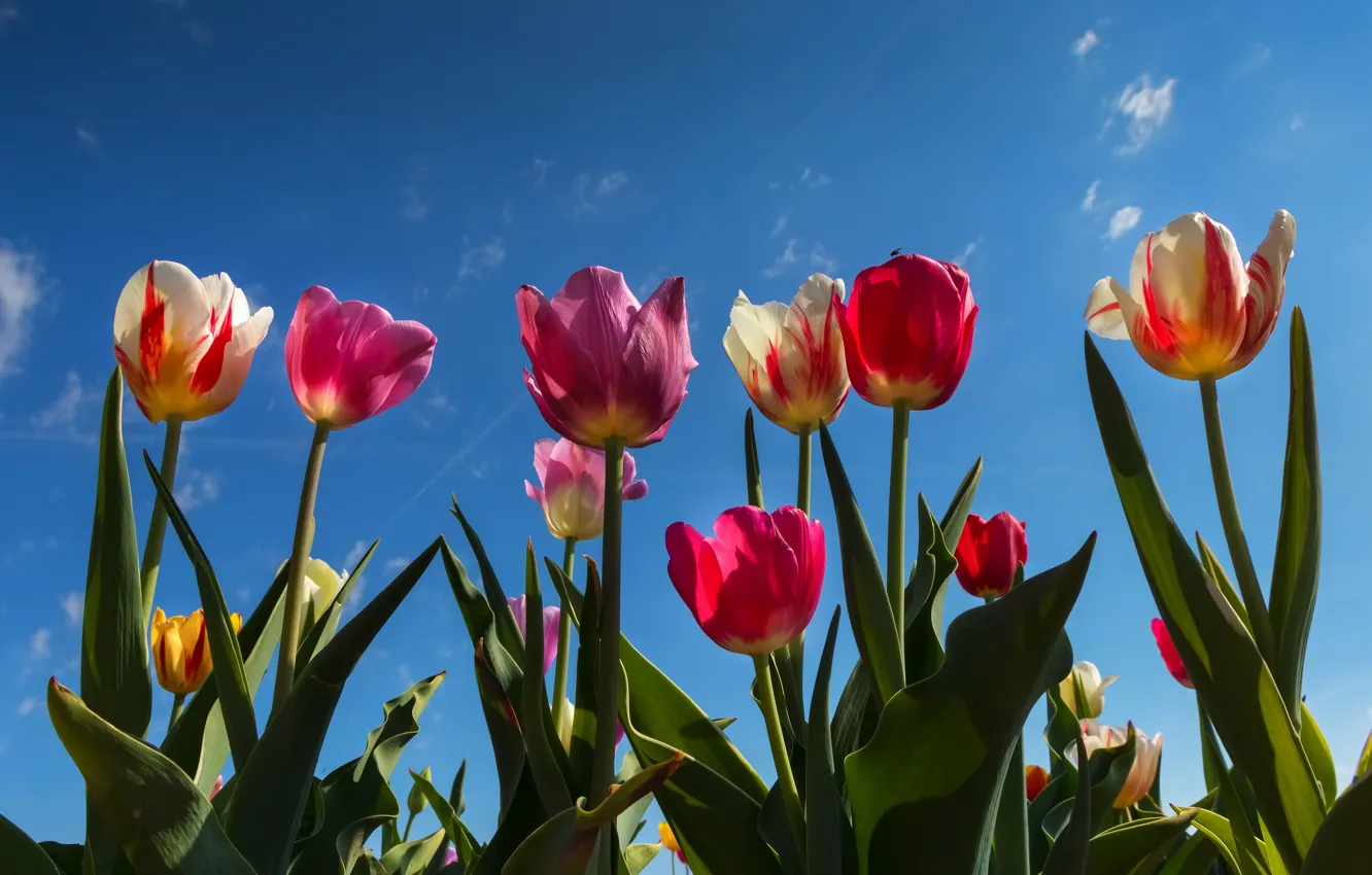 Photo wallpaper the sky, flowers, tulips