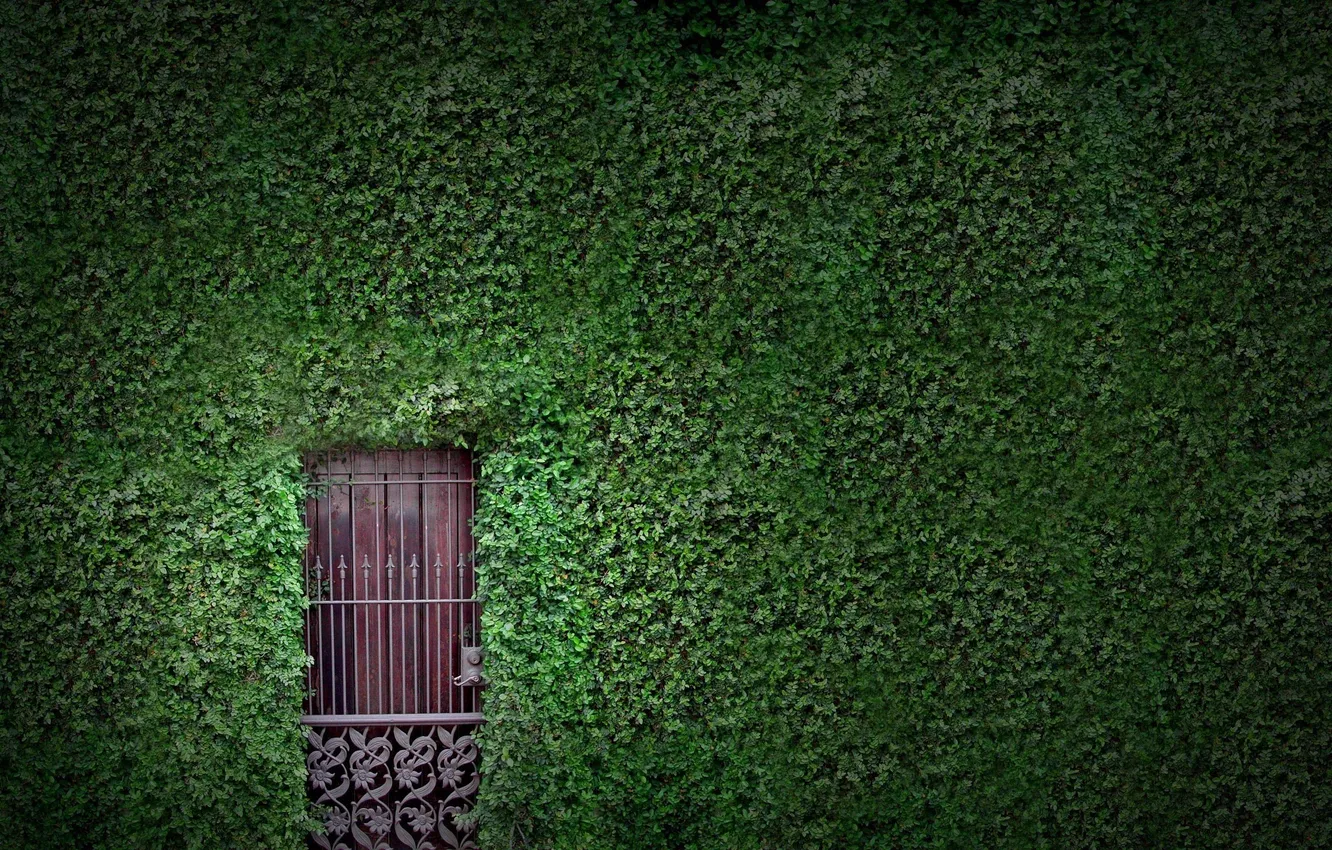 Photo wallpaper greens, leaves, wall, foliage, plants, the door