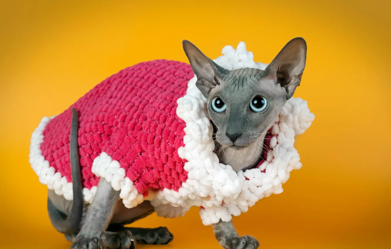 Photo wallpaper cat, background, Sphinx