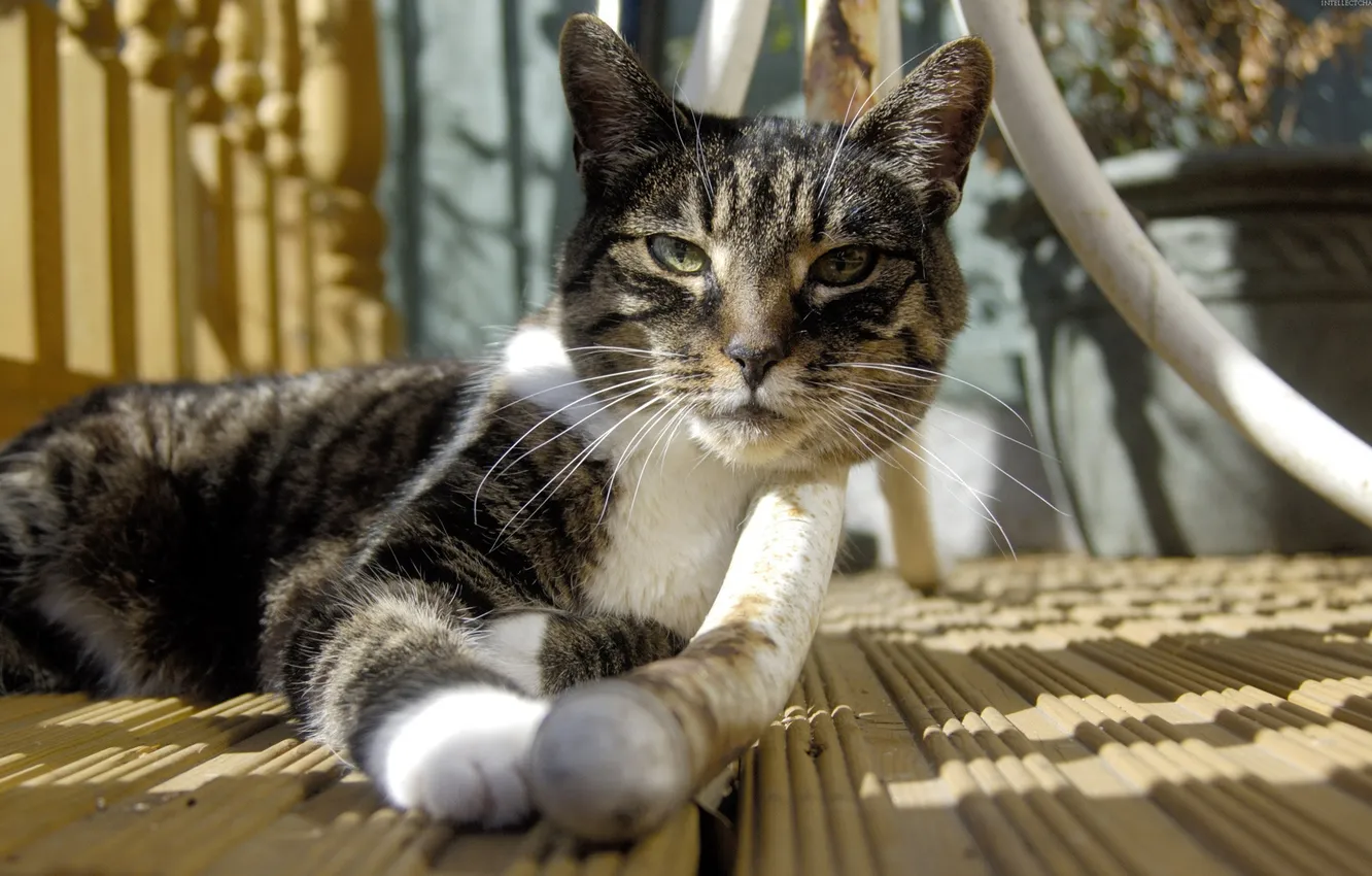 Photo wallpaper cat, cat, mustache, table leg