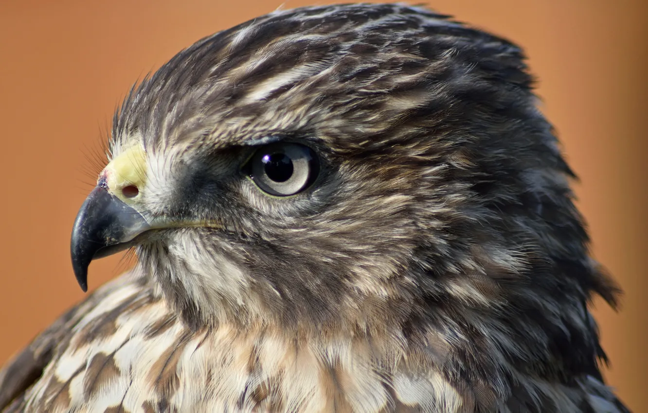 Photo wallpaper bird, hawk, by Nushaa