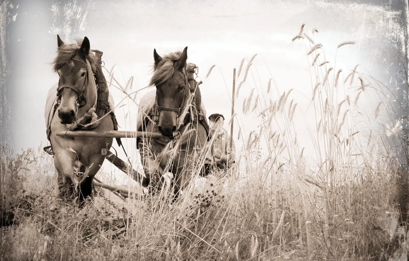 Photo wallpaper field, style, background, horse, wagon