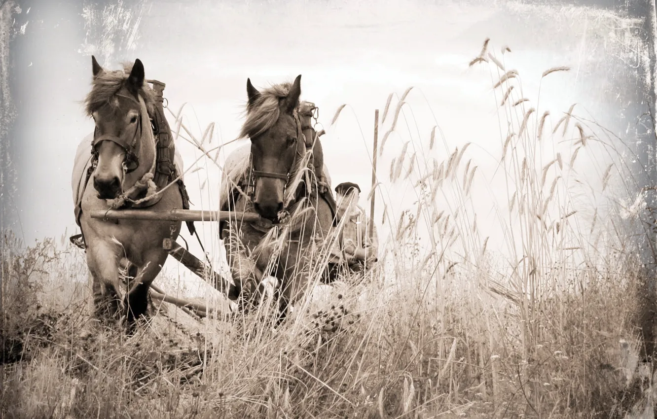 Photo wallpaper field, style, background, horses, wagon