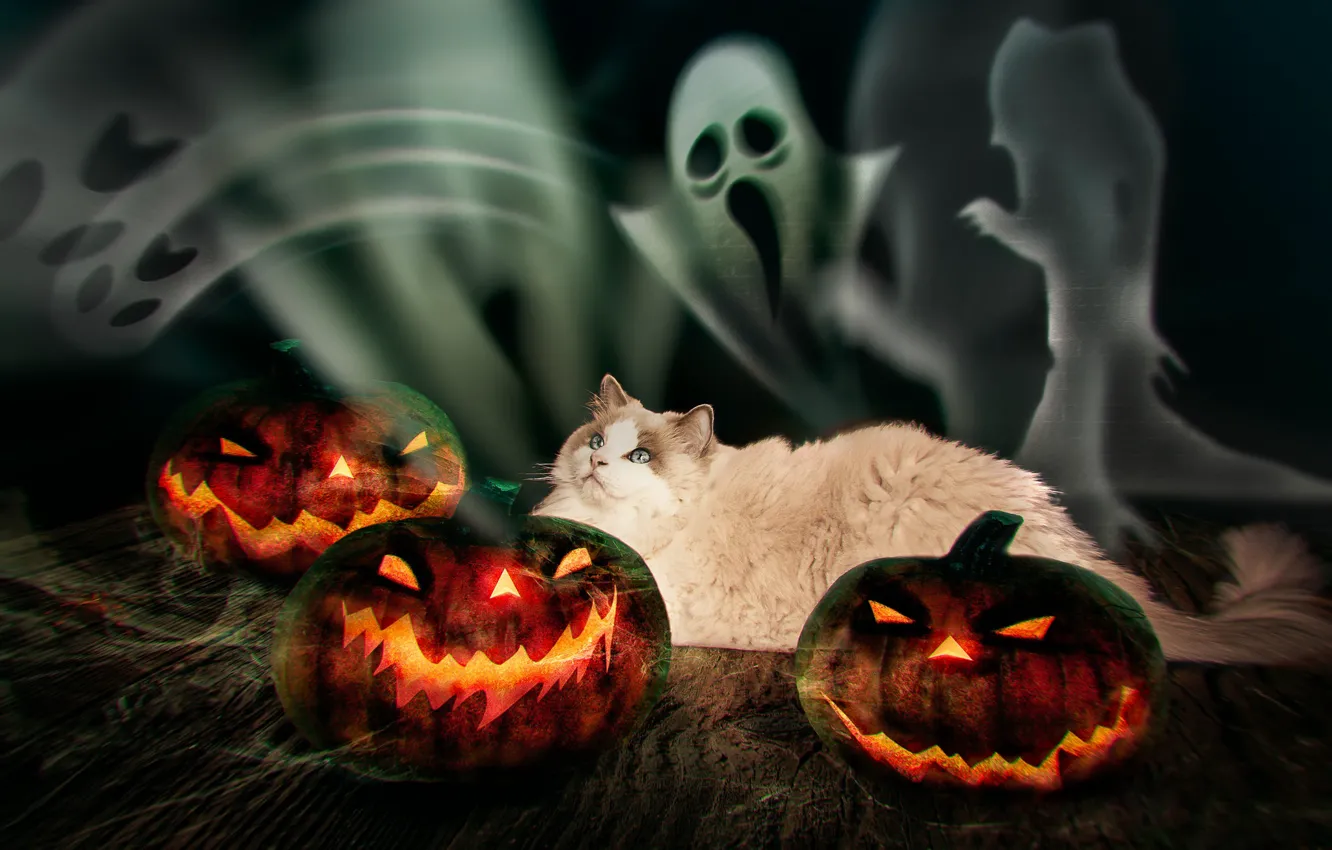 Photo wallpaper autumn, cat, cat, look, lights, the dark background, fear, holiday