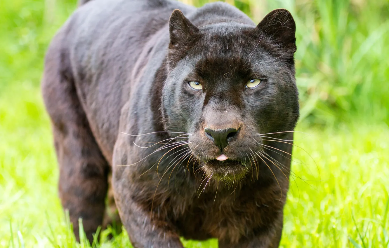 Photo wallpaper cat, look, face, black, Panther, leopard