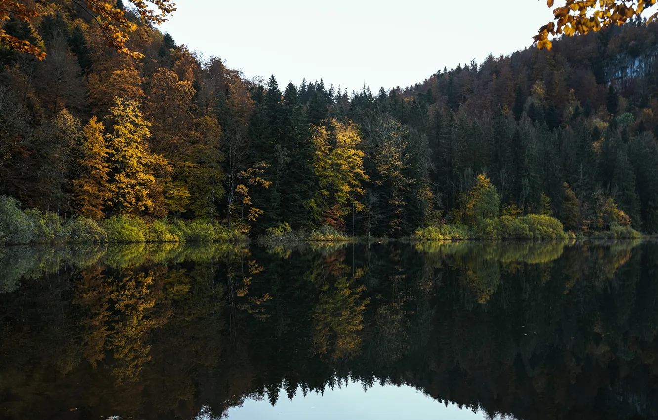 Photo wallpaper forest, the sky, water, trees, reflection, river