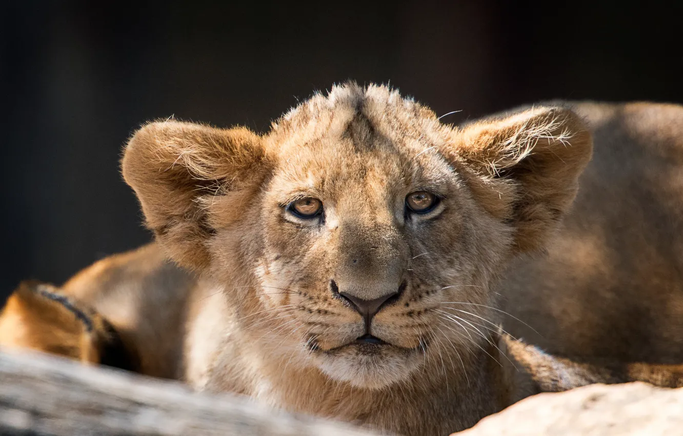 Photo wallpaper portrait, Leo, cub, face, lion