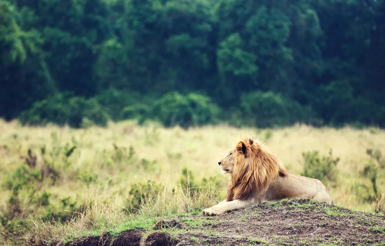 Photo wallpaper animal, Leo, mane, the king of beasts, lion