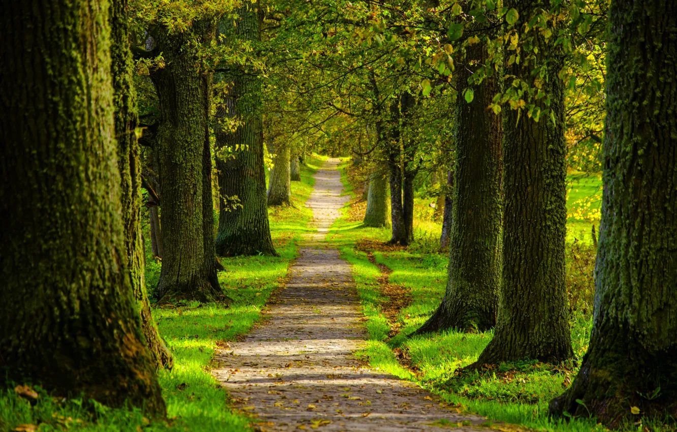 Photo wallpaper road, forest, trees, nature, Park, spring, forest, road