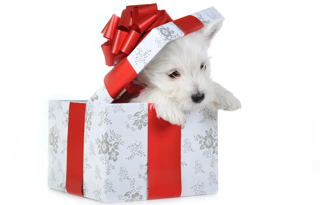 Photo wallpaper white, red, pose, holiday, box, gift, dog, Christmas