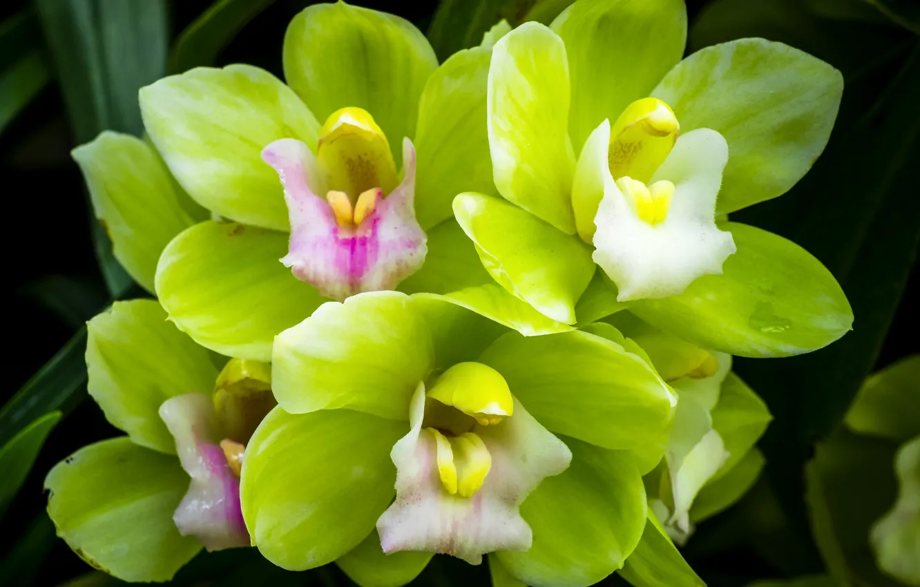 Photo wallpaper macro, green, Orchid