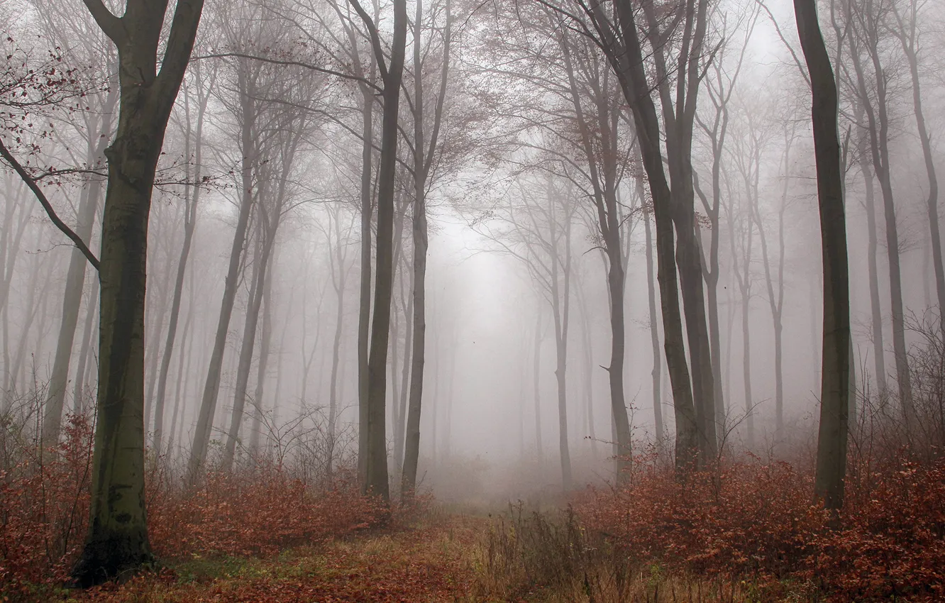Photo wallpaper autumn, forest, trees, nature, fog