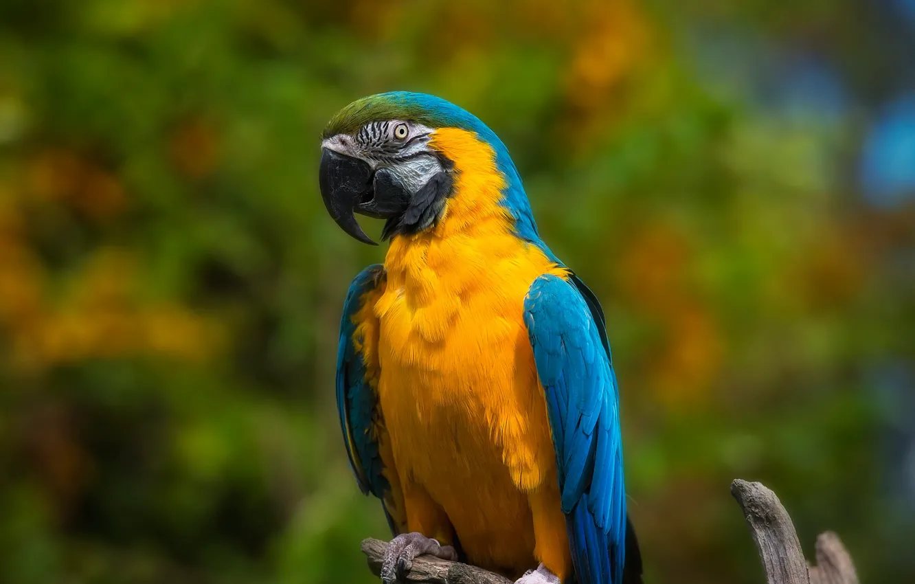 Photo wallpaper background, bird, bright, parrot, bokeh, Ara, bitch