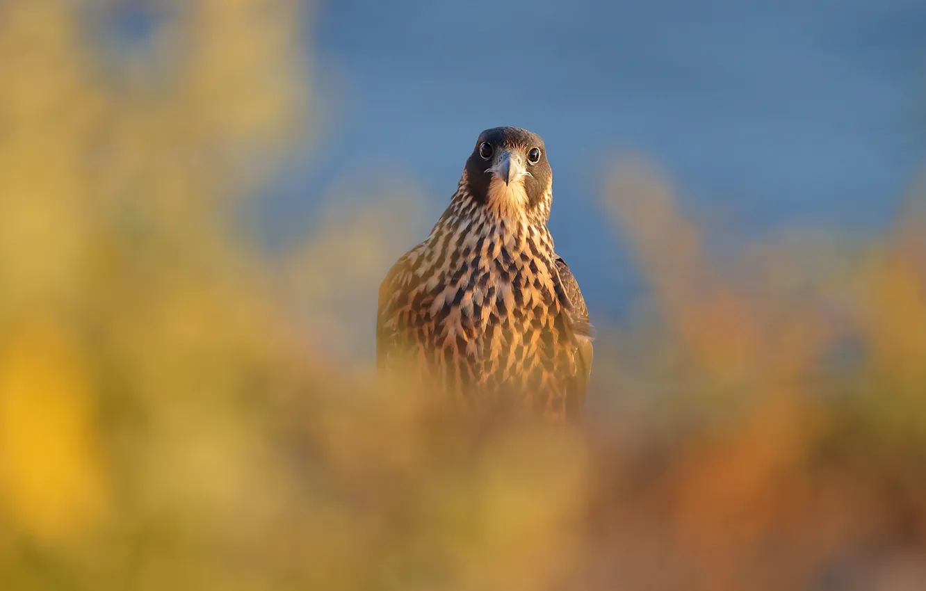 Photo wallpaper the sky, look, nature, blue, bird, Falcon, predatory, bokeh