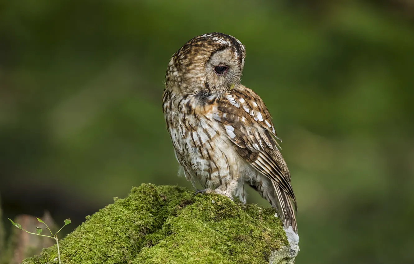 Photo wallpaper owl, bird, moss, green background