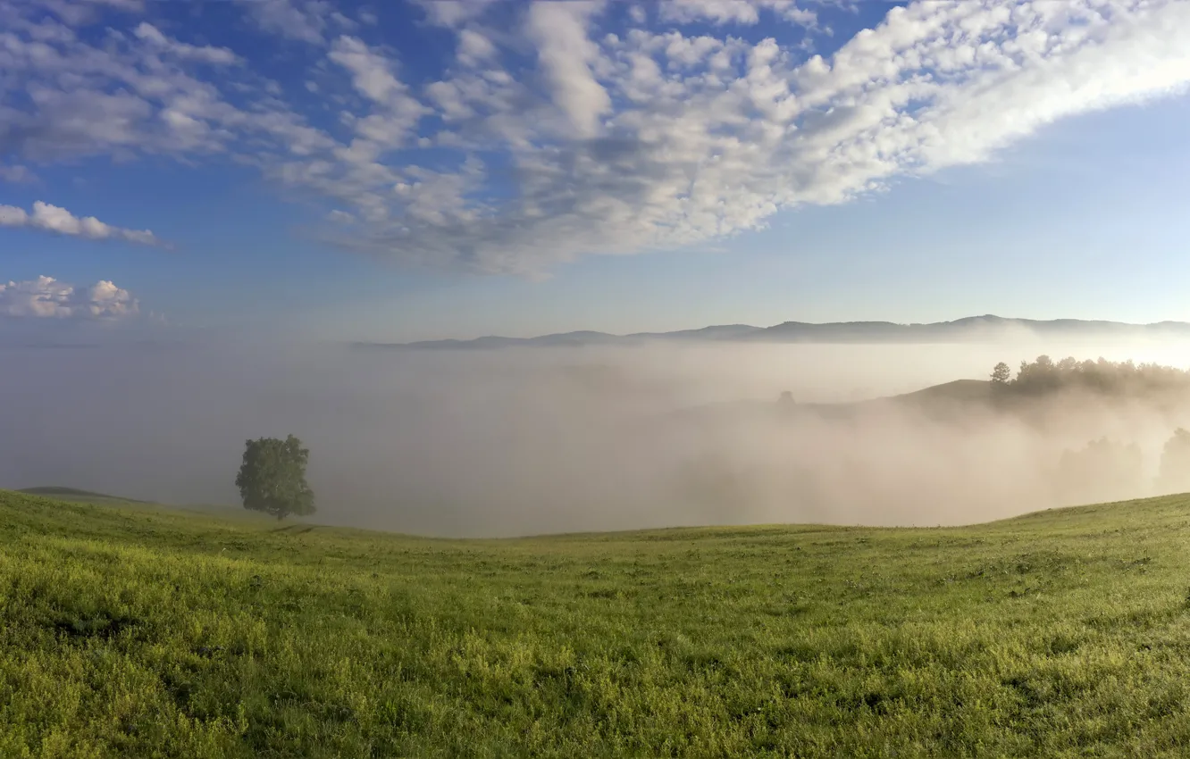 Photo wallpaper field, forest, summer, grass, clouds, trees, landscape, mountains