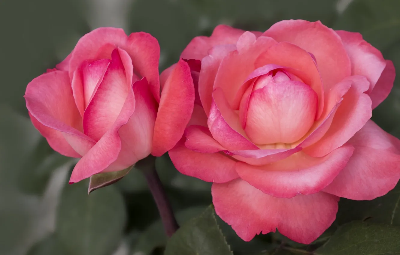 Photo wallpaper macro, roses, Duo, buds