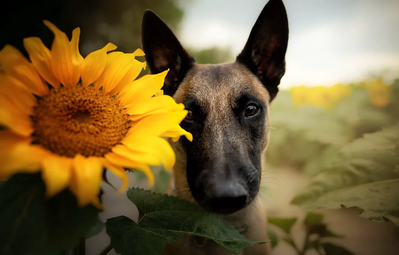 Photo wallpaper each, sunflower, dog