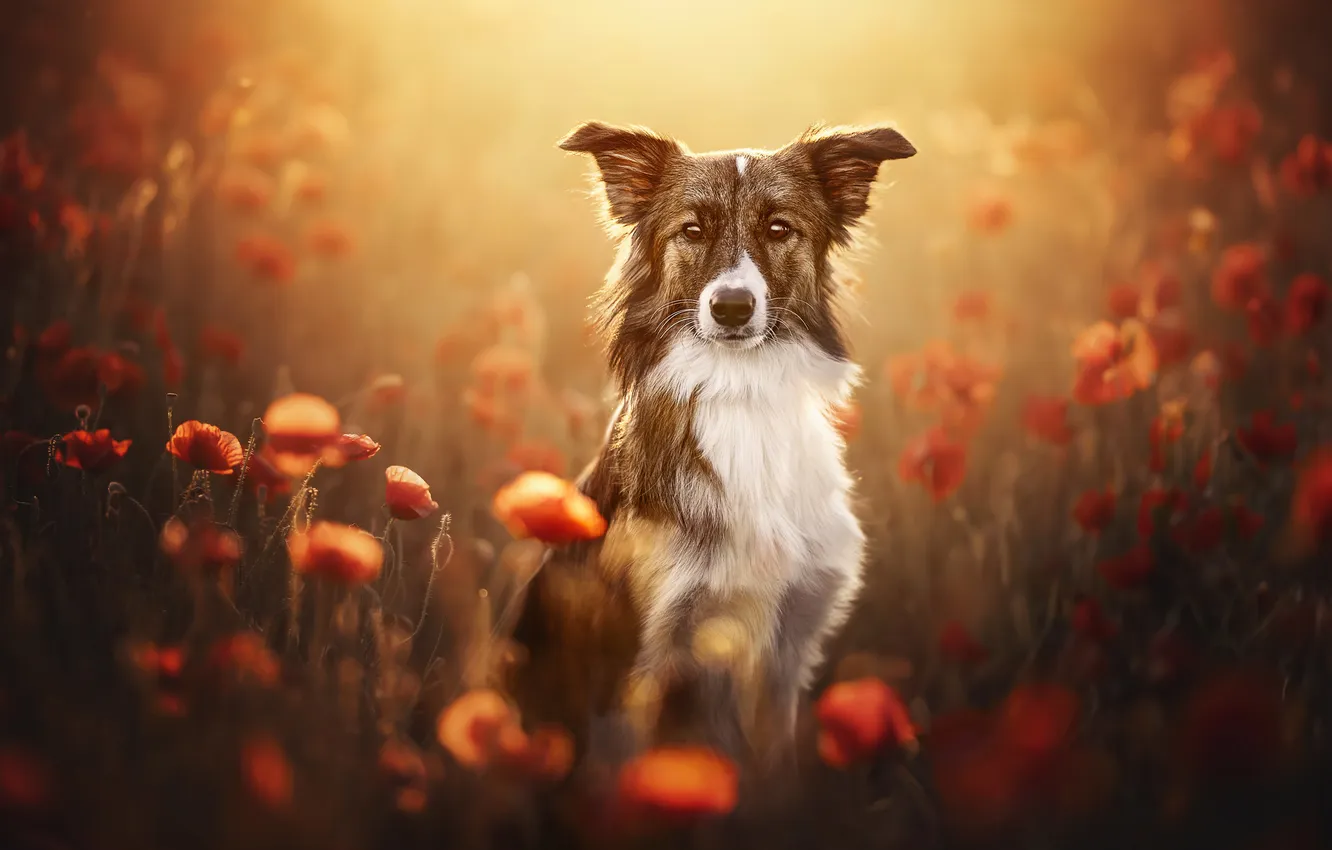 Photo wallpaper look, flowers, Maki, dog, bokeh
