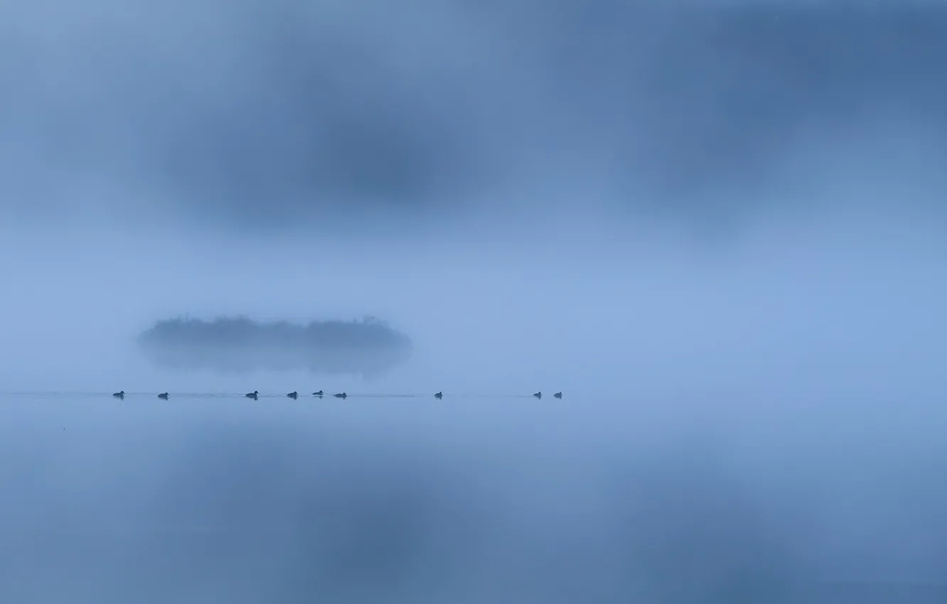 Photo wallpaper fog, lake, duck