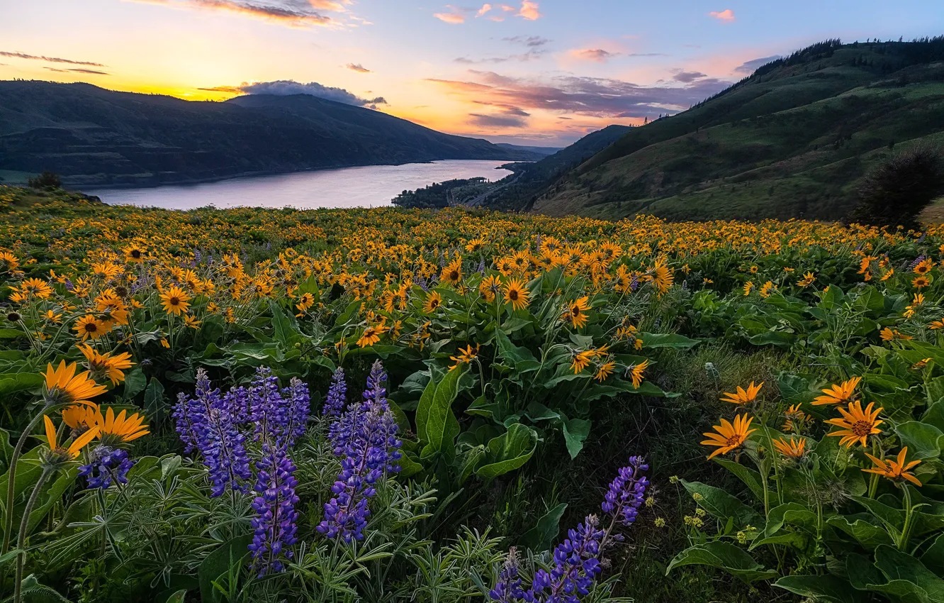 Photo wallpaper flowers, mountains, river, dawn, morning, meadow, Oregon, Oregon