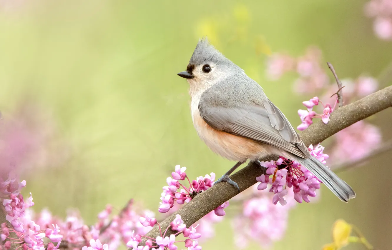 Photo wallpaper branches, nature, bird, spring, flowering, crested tit