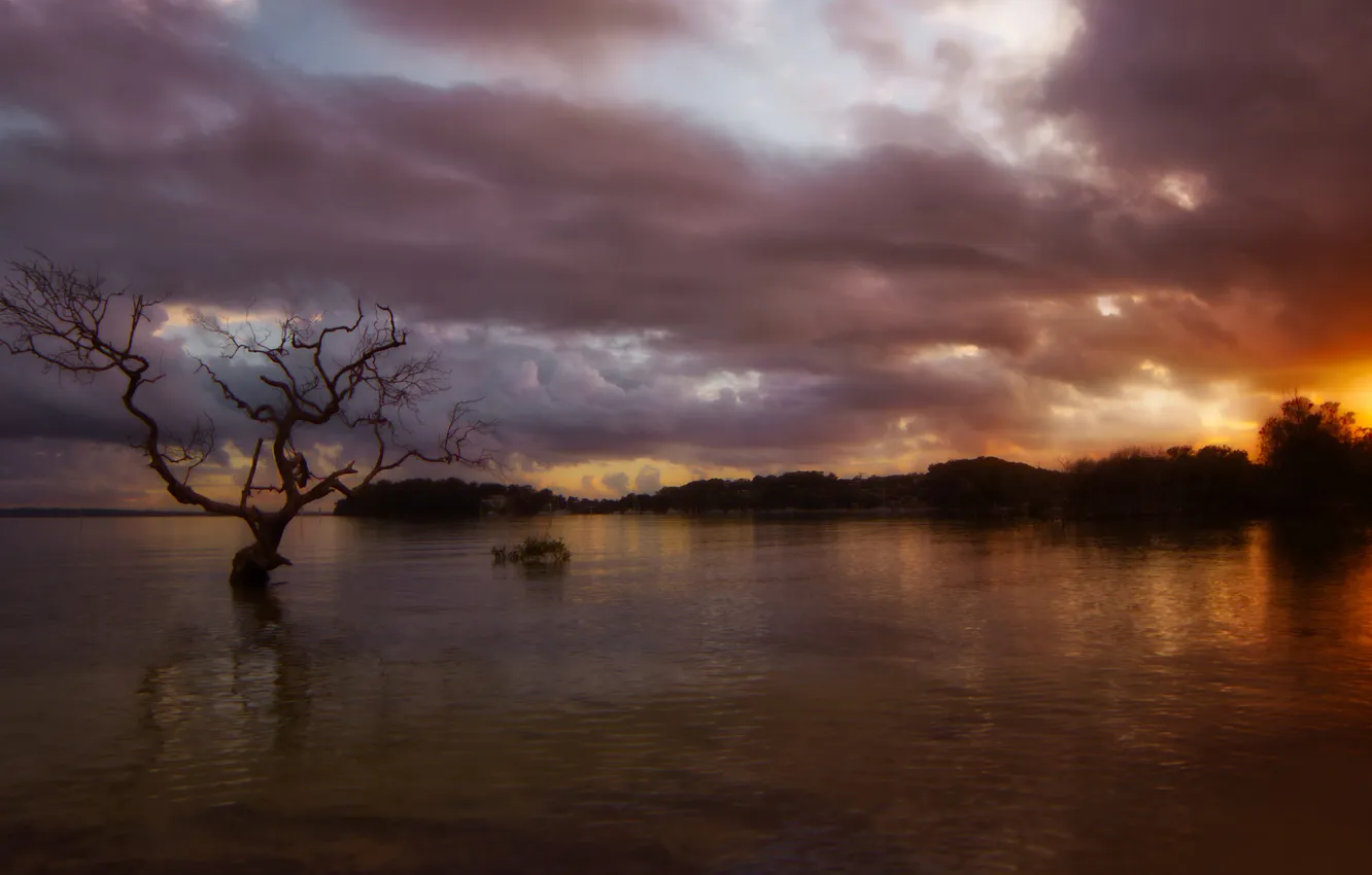Photo wallpaper forest, the sky, trees, clouds, shore, dal, the evening, twilight