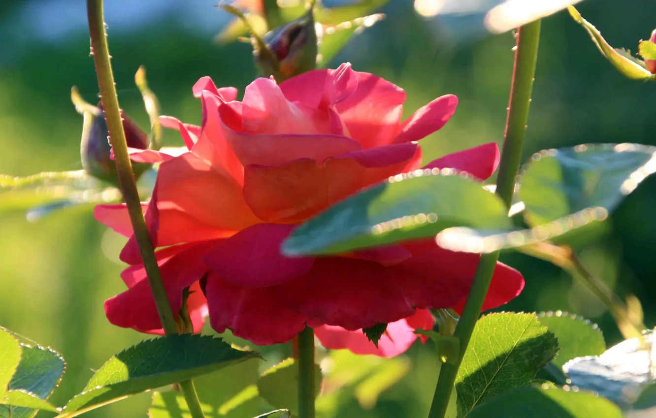 Photo wallpaper close-up, Sunny day, scarlet rose