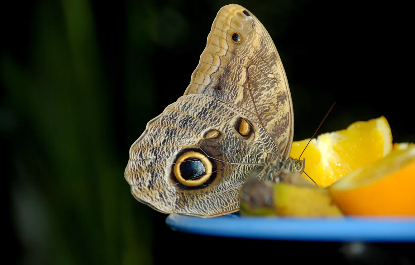 Photo wallpaper macro, lemon, butterfly