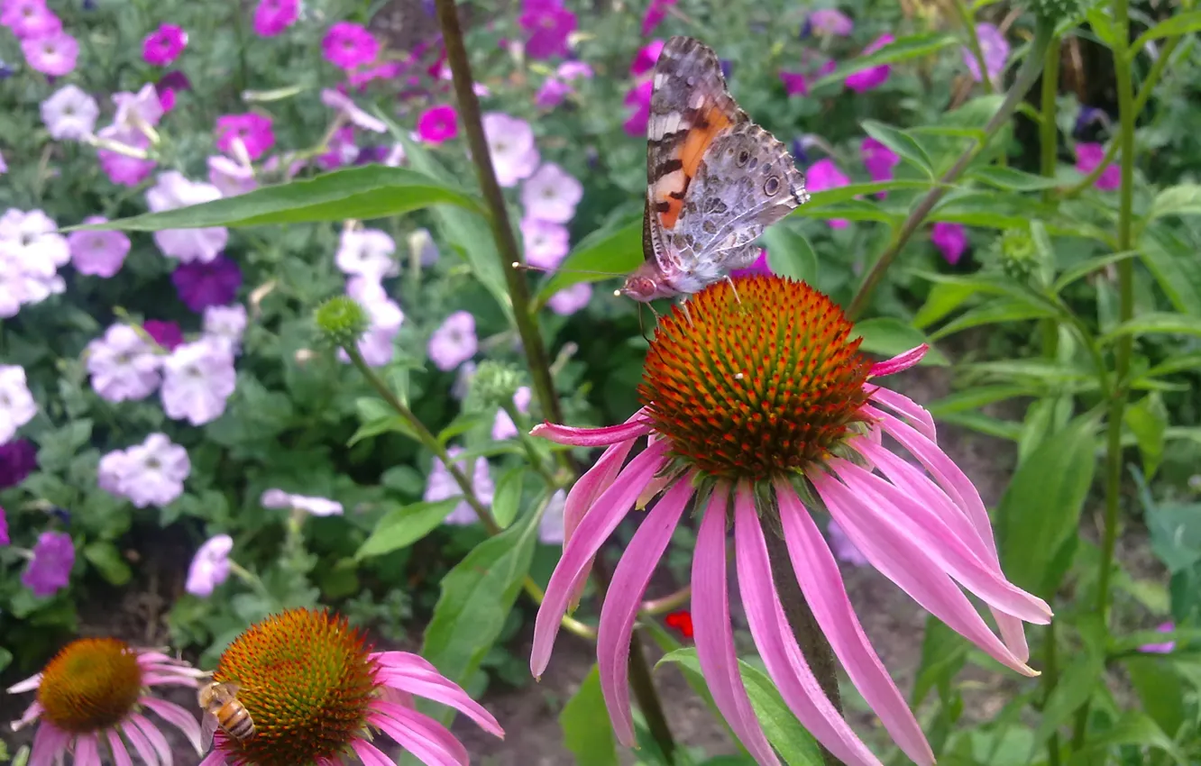 Photo wallpaper summer, flowers, bee, butterfly, Echinacea