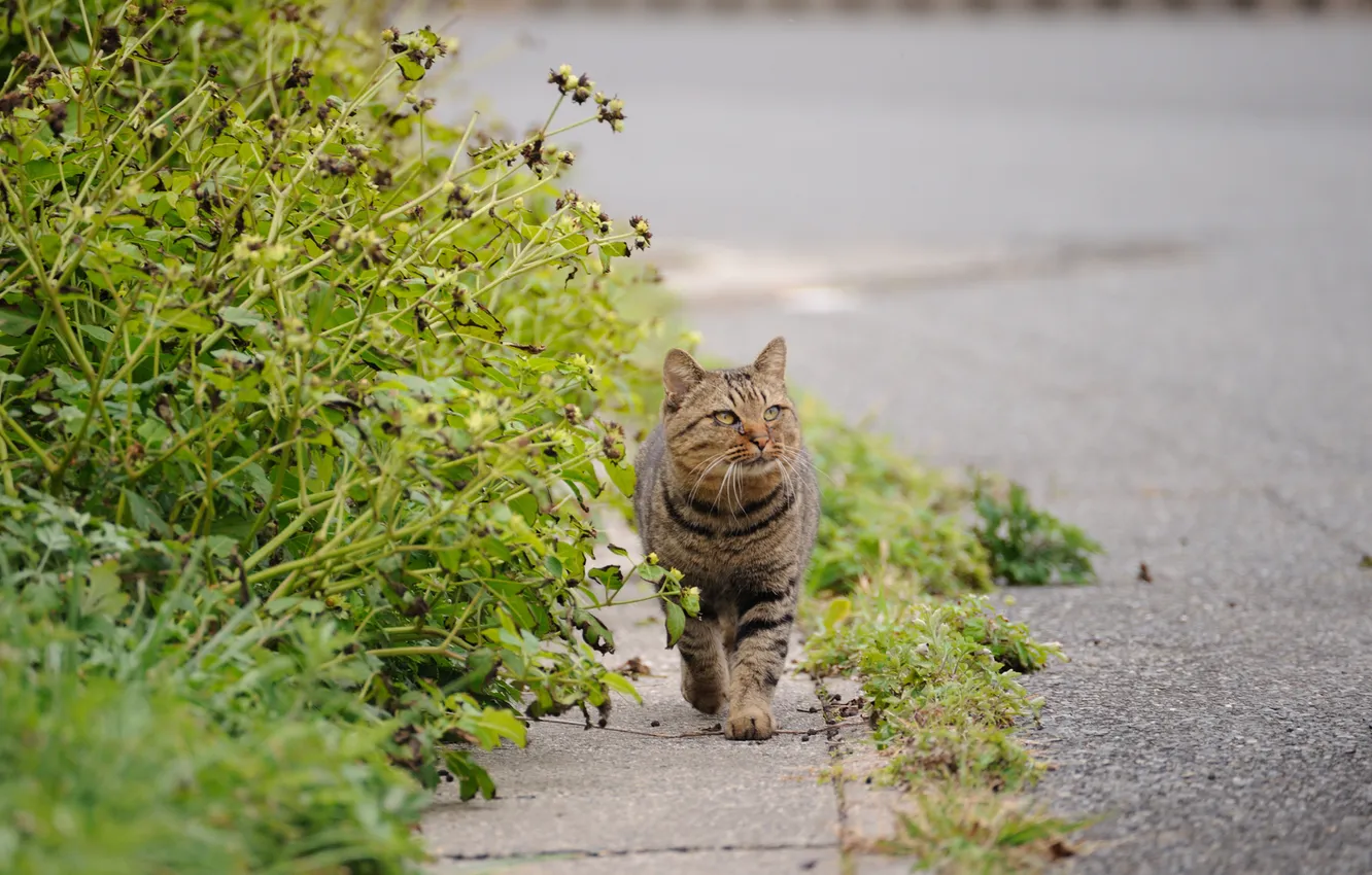 Photo wallpaper road, greens, cat, asphalt, walk
