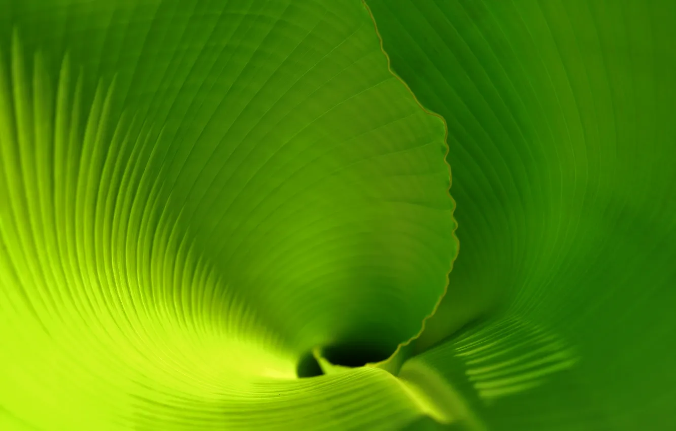 Photo wallpaper sheet, tropics, leaf, green leaf, banana leaf, the banana leaf, palm leaf, twisted leaf