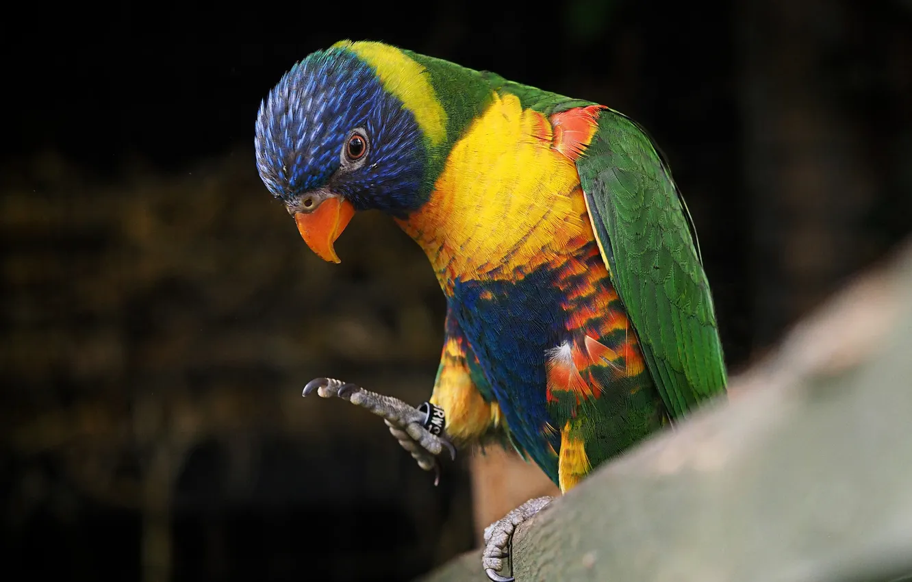 Photo wallpaper bird, paint, legs, feathers, beak, ring, parrot