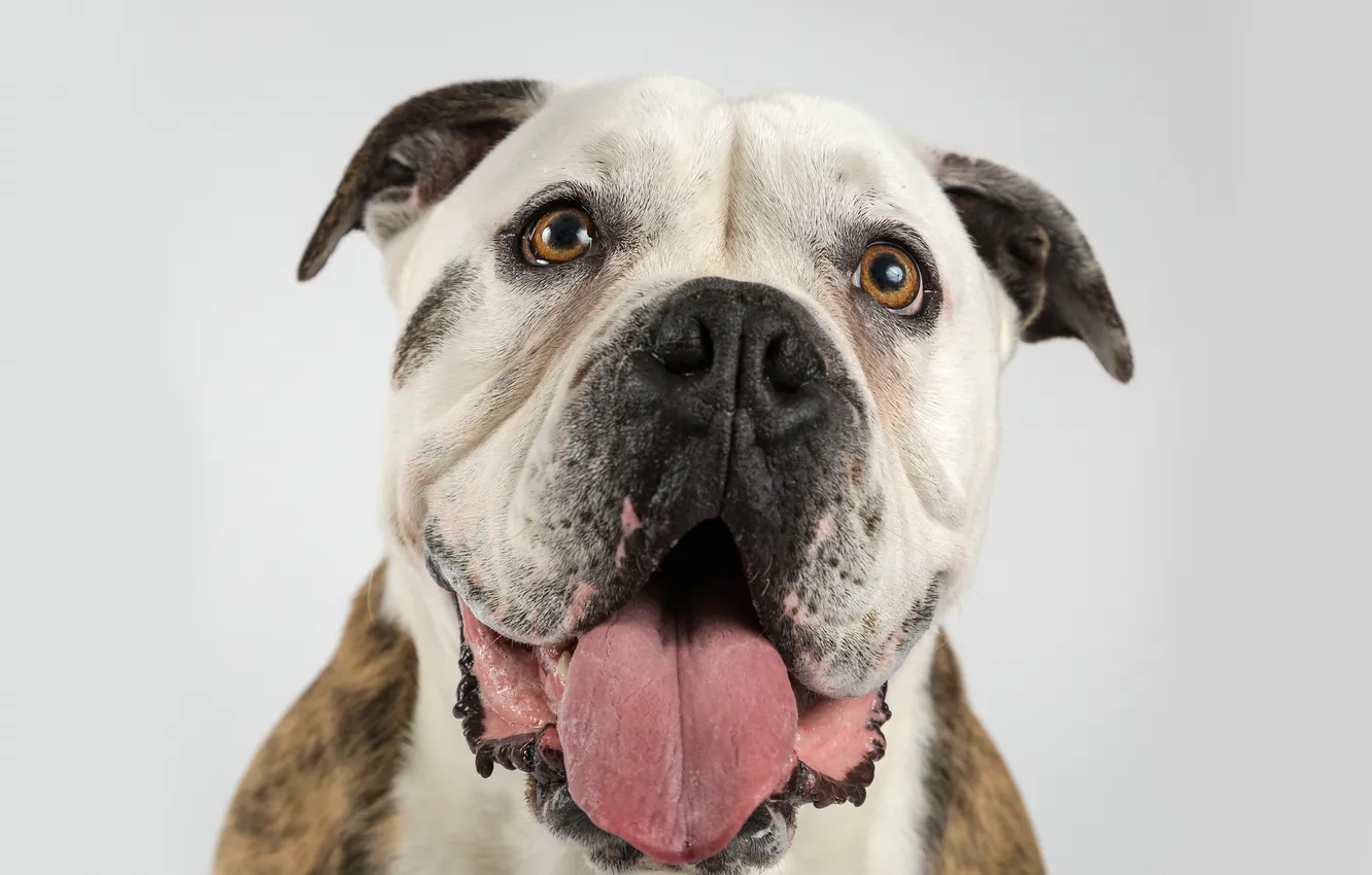 Photo wallpaper language, face, dog, dog