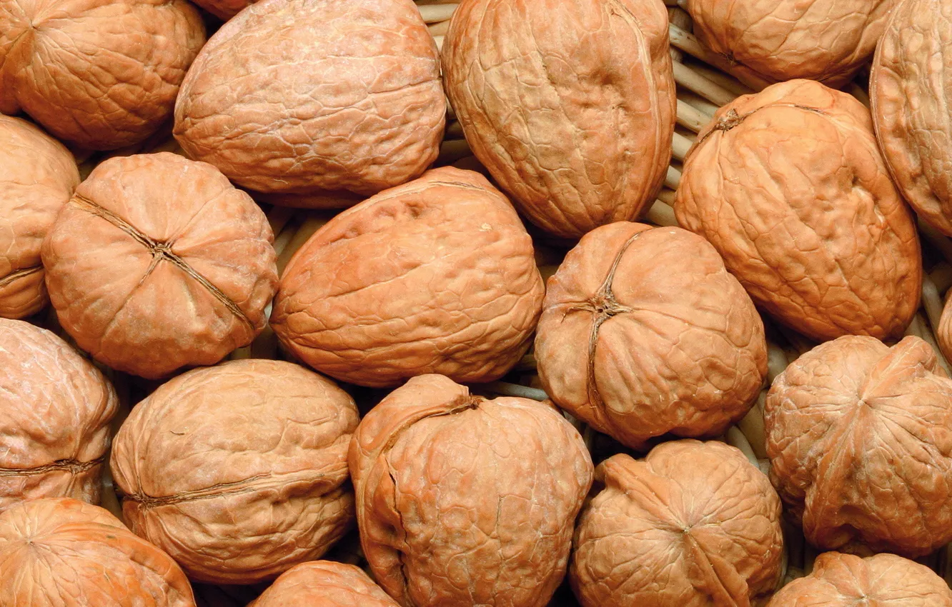 Photo wallpaper brown, shell, walnut