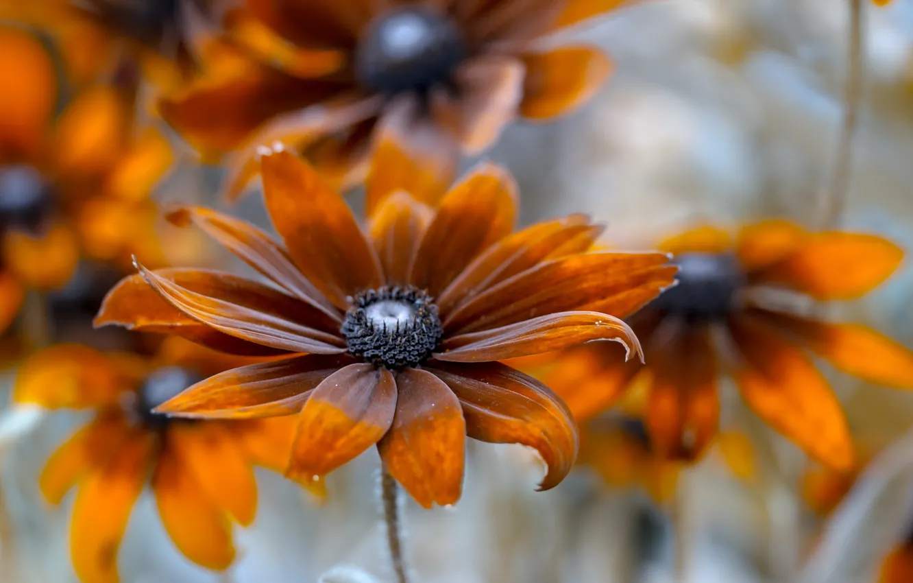 Photo wallpaper flowers, nature, background