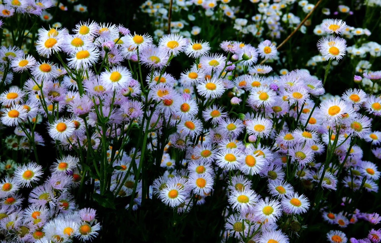 Photo wallpaper flowers, chamomile, white, A lot.