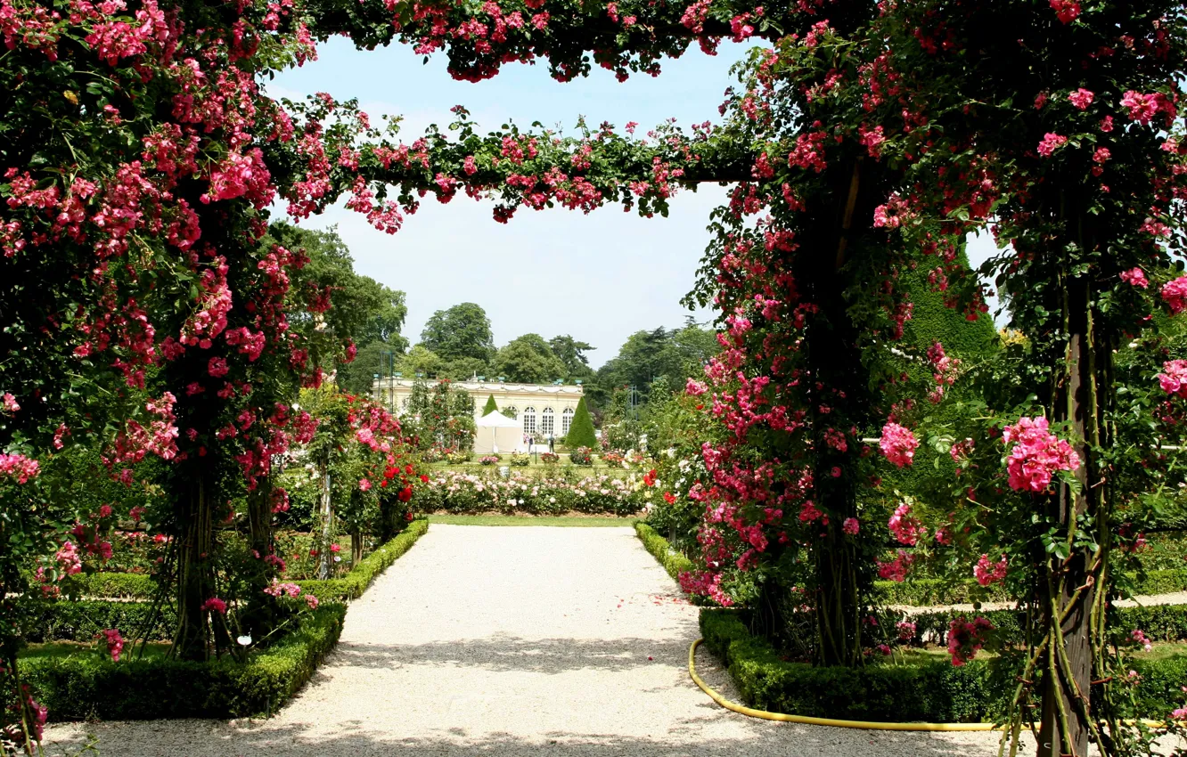 Photo wallpaper flowers, design, lawn, France, roses, garden, track, the bushes