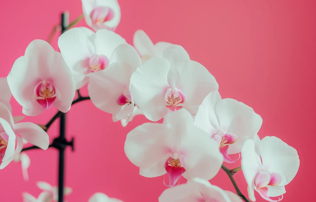 Photo wallpaper flowers, Orchid, AI art, neural network