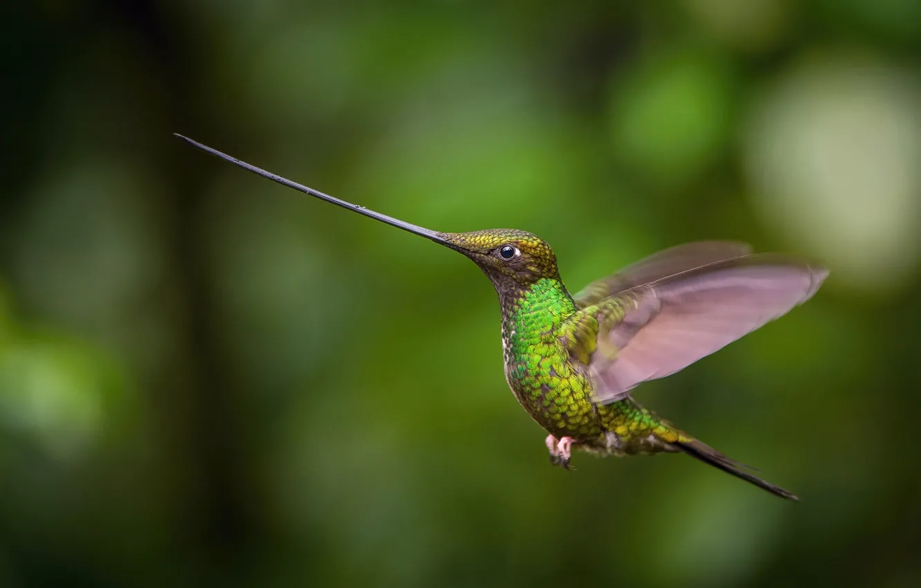 Photo wallpaper flight, beak, Hummingbird, flight, Hummingbird, beak, Petr Simon