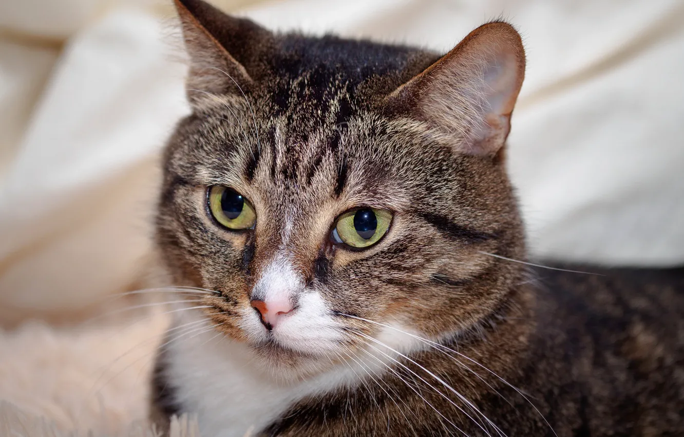 Photo wallpaper cat, cat, close-up, portrait, muzzle, bokeh