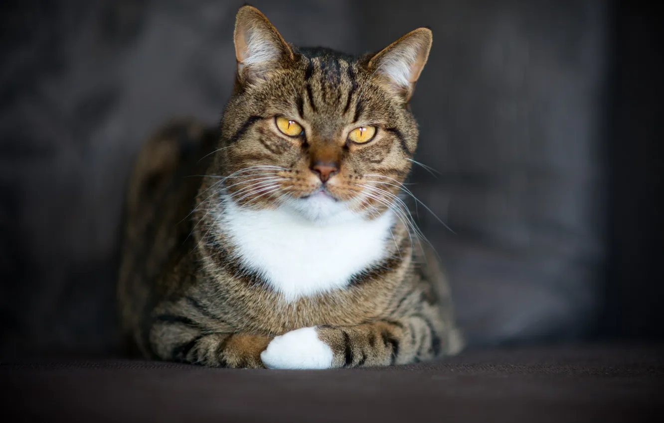 Photo wallpaper cat, cat, look, tabby cat